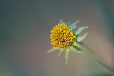 Flower 007