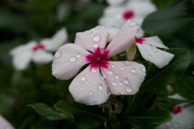 After the rain
