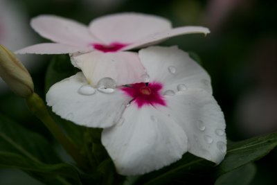 After the rain 2