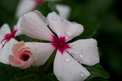 After the rain 3