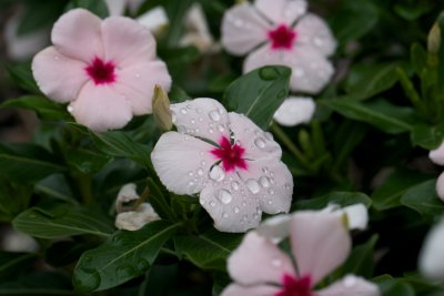 After the rain 4
