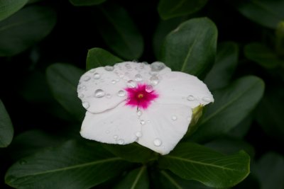 After the rain 5