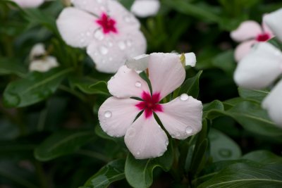 After the rain 6