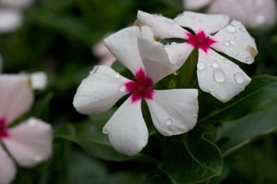 After the rain 7