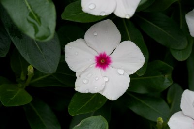 After the rain 8