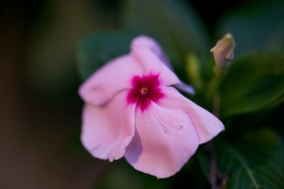 High ISO Flower