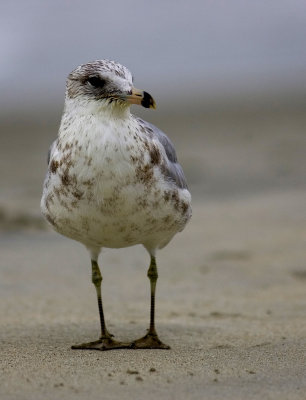 Gull3