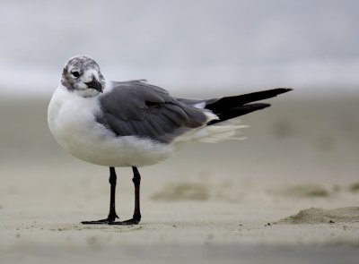 Gull4