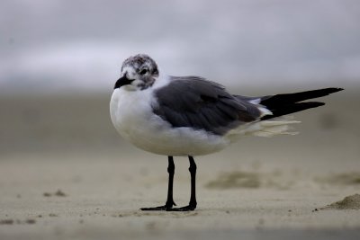 Gull5