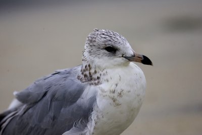 Gull7