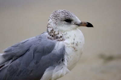 Birds of Tybee Island