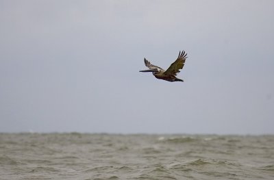 Pelican
