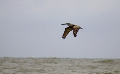 Pelican2
