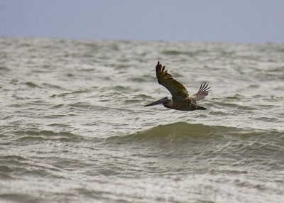 Pelican3