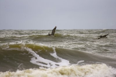 Pelican4