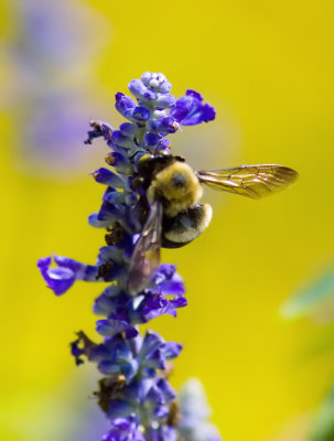 Bee2