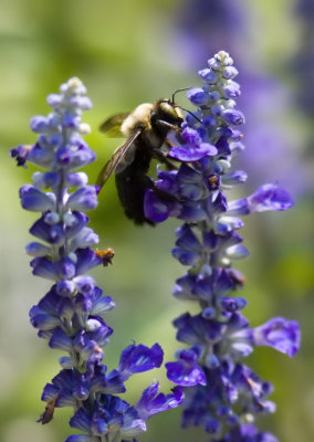 Bee4