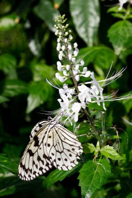 Papillons au jardin botanique de Montreal - 2012