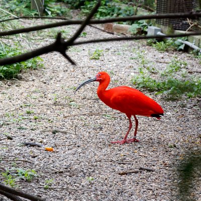 Zoo Audubon