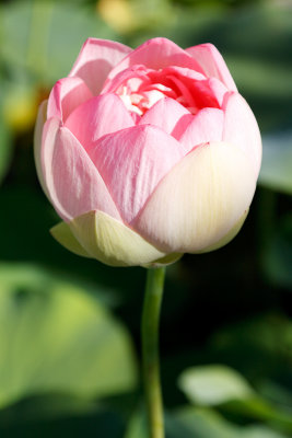 Nnuphar