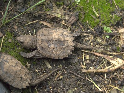 Baby Snapping Turtles