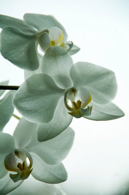 Orchid