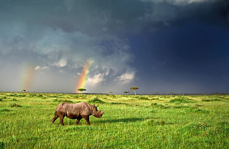Rhinoceros with Rainbows
