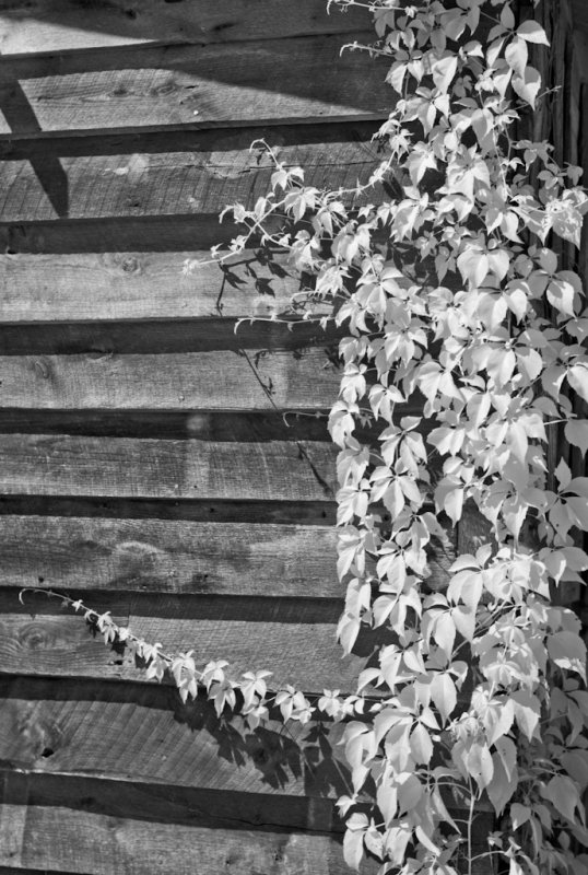 Barn