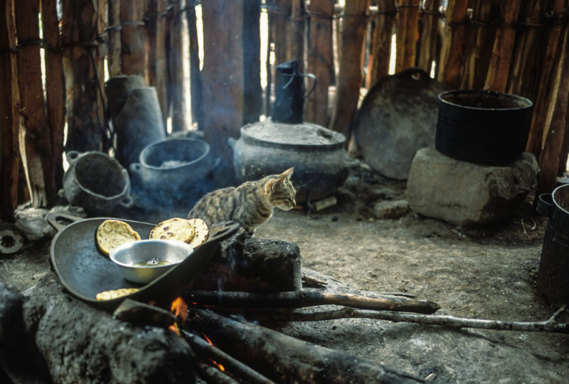 Cat and Tortillas