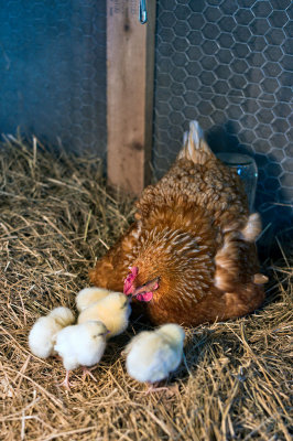 Broody Hen with Chicks