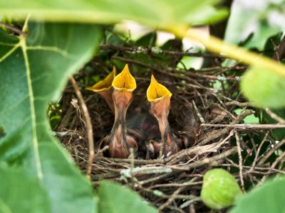 Baby Mockingbirds