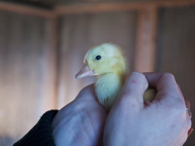 New Duckling