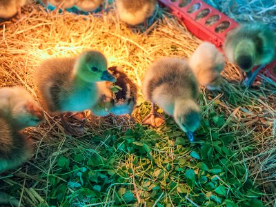 Newest Chicks and Goslings