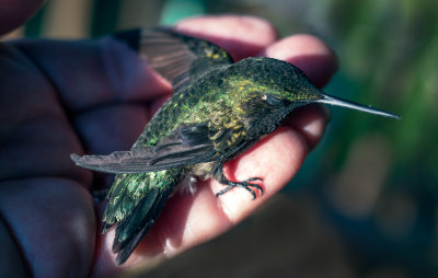 Hummingbird, 1
