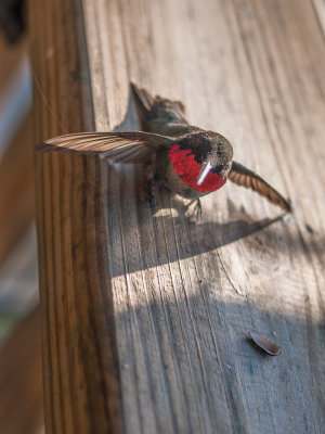 Hummingbird, 2