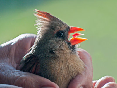 Cardinal's Tongue