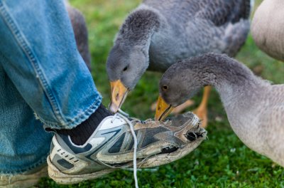 Mischievous Goslings