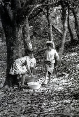 The Mango Pickers