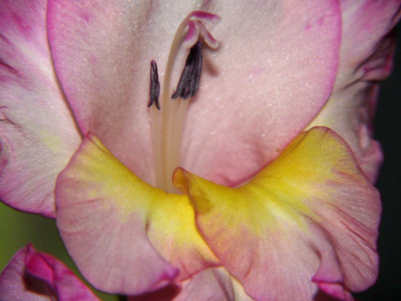 Gladiola