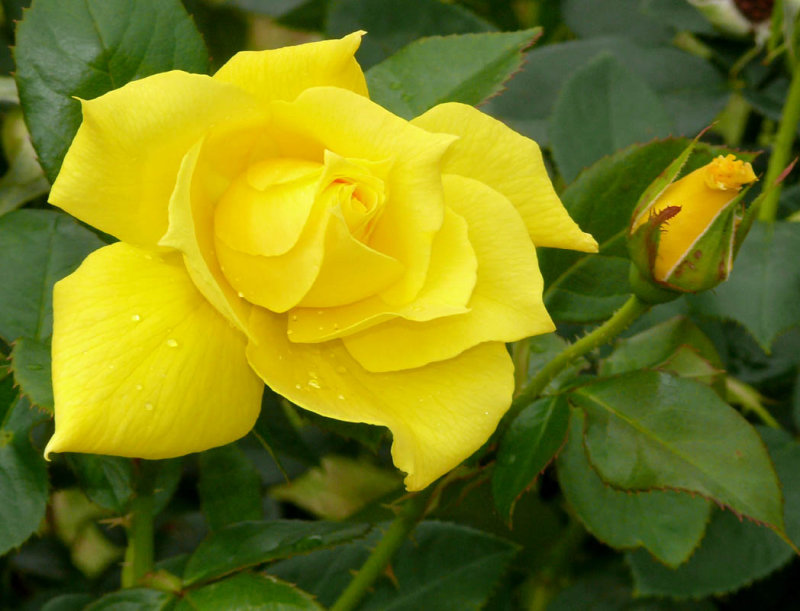 Yellow Rose of Virginia