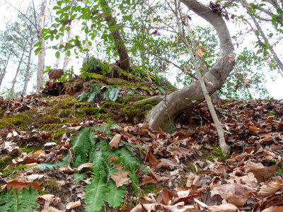 Tree Animals