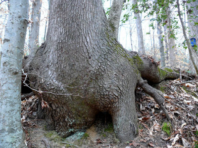 Tree-asaurus?