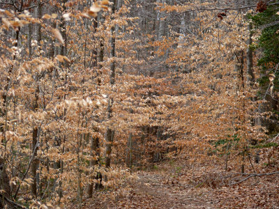 Last years foliage