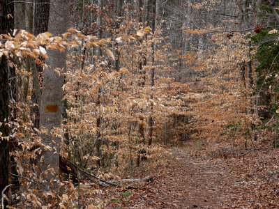 Golden Path