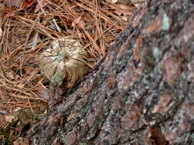 Pine Tree Flower
