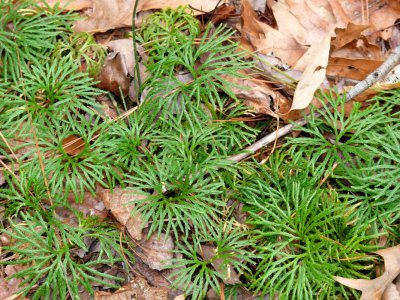 Fern?