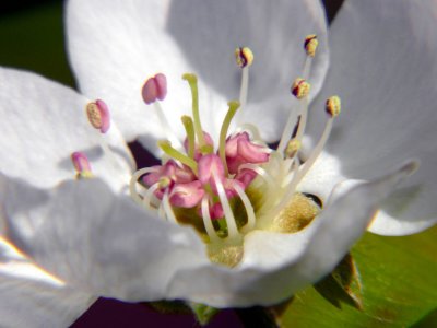 Kiefer Pear Blooms