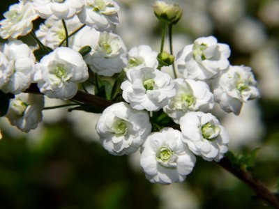 spirea