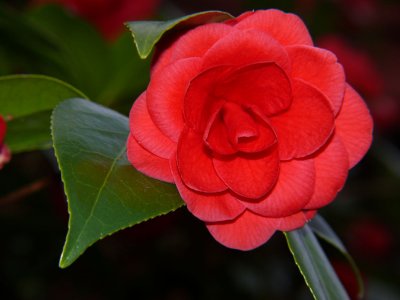 camelia