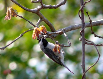 Chickadee Pendant